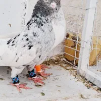 کبوتر سینه سرور و سبز