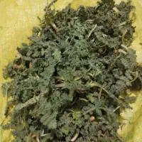 سبزی کوهی گزریک کوهی تازه