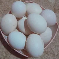 تخم مرغ محلی