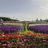 تیکت بلیط تخفیف