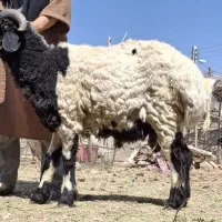 گوسفند