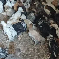 جوجه سلطان برهما لهستانی پلند گلین کوشین|حیوانات مزرعه|شیراز, رکن‌آباد|دیوار