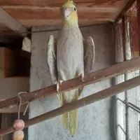 عروس  هلندی مرواریدی ماده