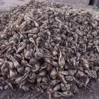 چغندر فروشی