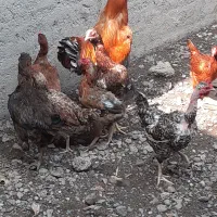 مرغ محلی