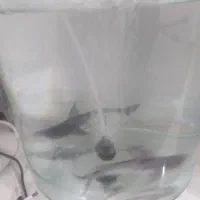 کوسه پنگوسی گوشتخوار