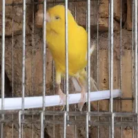 قناری نر و ماده|پرنده|شیراز, شهرک گلها|دیوار
