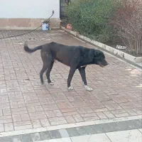 توله سرابی|سگ|شاندیز, |دیوار