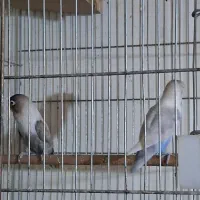 دو جفت عروس هلندی و برزیلی مولد|پرنده|رودهن, |دیوار