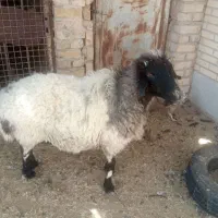 گوسفند