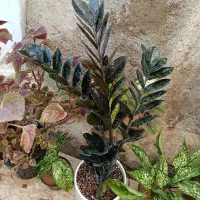 گل وگیاه آپارتمانی|گل و گیاه طبیعی|جنت, |دیوار