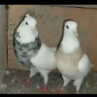 کبوتر طوقی خش رنگ