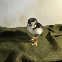 جوجه گلین اصیل۳ هفته و ۱ هفته