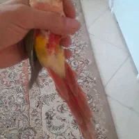 گرینچک دستی