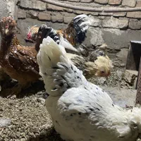 تخم نطفه دار پاکوتاه|حیوانات مزرعه|نوشین شهر, |دیوار