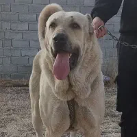 سگ سرابی نر