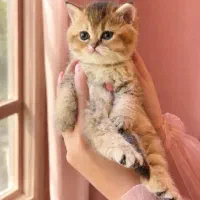 چاکلت گلد وبلک گلد بریتیش
