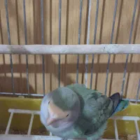 جفت کوتوله با تخم