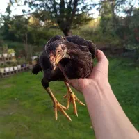 جوجه لاری|حیوانات مزرعه|صومعهسرا, |دیوار