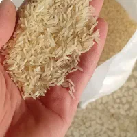 برنج فجر سوزنی ۹۰ روزه سورت شده