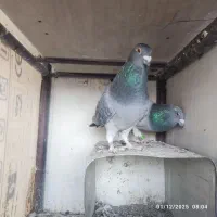 کبوتر پلاکی مسافتی|پرنده|مبارکه, |دیوار