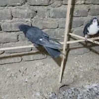 دولا عالی|پرنده|خمینی‌شهر, |دیوار