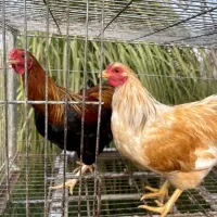 مرغ و خروس نژاد ویاندوت