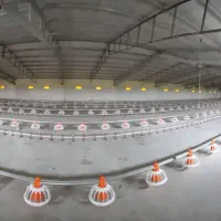 سالندار مرغداری گوشتی