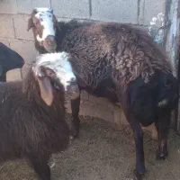 قوچ و بره نر|حیوانات مزرعه|تایباد, |دیوار