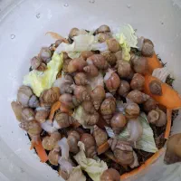 حلزون آچاتینا