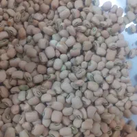 لوبیا آشی درجه یک