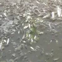 کمک به جابجایی ماهی ها