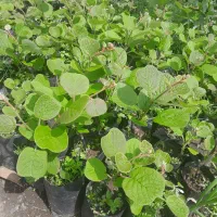 نهال کیوی هایوارد یکساله