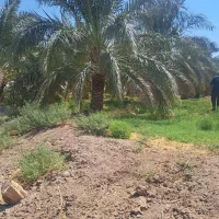 باغ فروشی