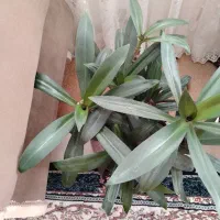 گیاه زیبا و بزرگ|گل و گیاه طبیعی|بیرجند, |دیوار