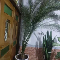گل نخل|گل و گیاه طبیعی|عجب شیر, |دیوار