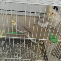 عروس هلندی جفت نر و ماده