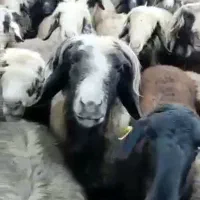 میش بختیاری درجه یک