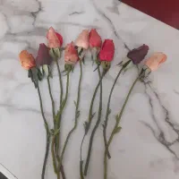 ۹ شاخه گل رز