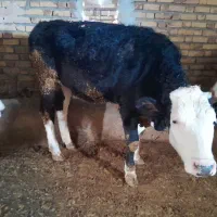 گاو و گوساله سیمنتال