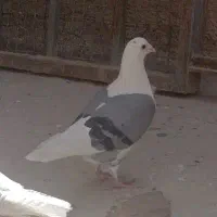 کبوتر