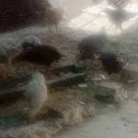 نوچه مرغ ارزون