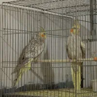 عروس هلندی باتخم ومرغ عشق|پرنده|اسلام‌‌آباد غرب, |دیوار