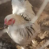 خروس برهما لایت