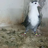 دوتا سرخ کاکلی.  کلاغ کاکلی|پرنده|تربت‌حیدریه, آبشار|دیوار