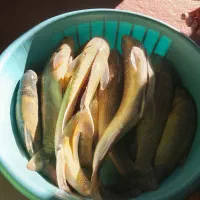 ماهی رودخانه تمیز  کرده کیلویی ۱۲۰