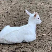 فروش ۲۰راس بز کهره دار