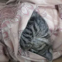واگذاری گربه