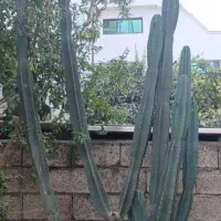 گل کاکتوس|گل و گیاه طبیعی|نور, |دیوار