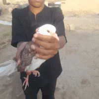 ۳تا رو با جفت سبز آلمانی معامله میکنم